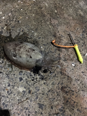 コウイカ 釣行