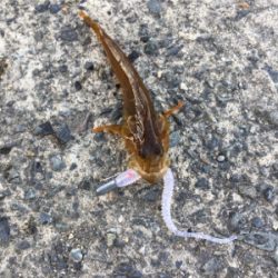 ライトゲームで五目釣り