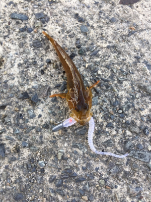 ライトゲームで五目釣り