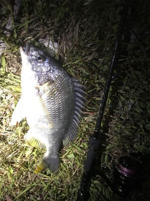 チニングプチ大会♪