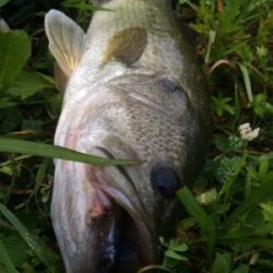 雨パワーで水面炸裂!!