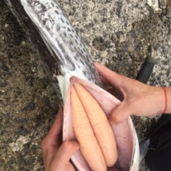 釣れ出したと情報を見て！