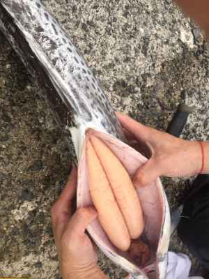 釣れ出したと情報を見て！