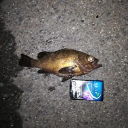 アジングの予定が