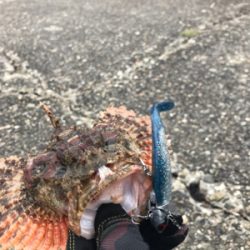 青物調査してきましたよ~のはずが。。