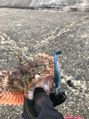 青物調査してきましたよ~のはずが。。