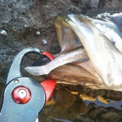 地磯でヒラスズキ