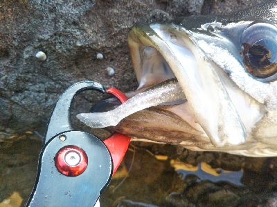 地磯でヒラスズキ