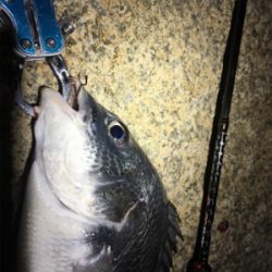 淀川ブリームゲーム 18ナスキーの鱗付け