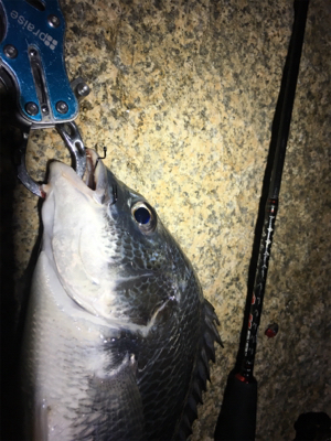 淀川ブリームゲーム 18ナスキーの鱗付け