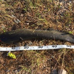 ナマズトップゲーム