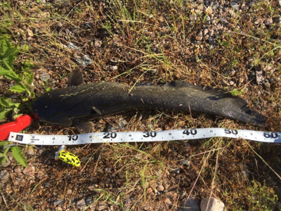 ナマズトップゲーム