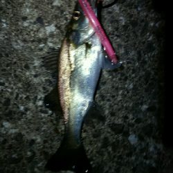 ハネ～セイゴ バチパターン4匹