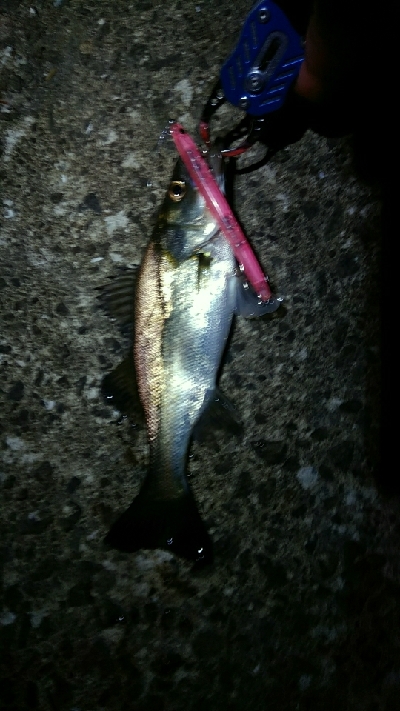 ハネ～セイゴ バチパターン4匹