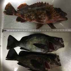 釣れれば良し