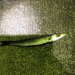 海にぶらりときたら