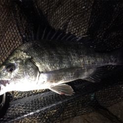 キチヌ、マチヌ、シーバス