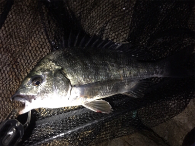 キチヌ、マチヌ、シーバス