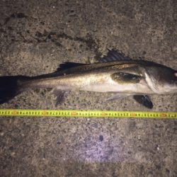 まさかのナイトシーバス