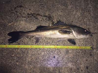 まさかのナイトシーバス