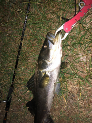 良いサイズが釣れました