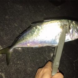 雨後アジング♪