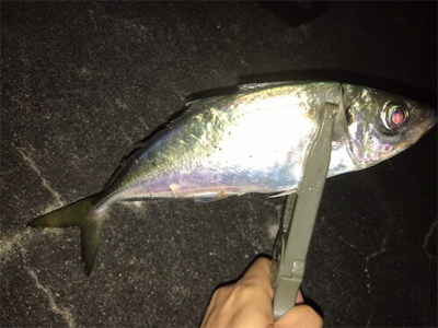 雨後アジング♪