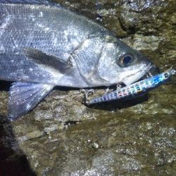 地磯でヒラセイゴ