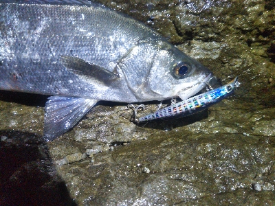 地磯でヒラセイゴ