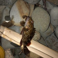 ガシラのみでした