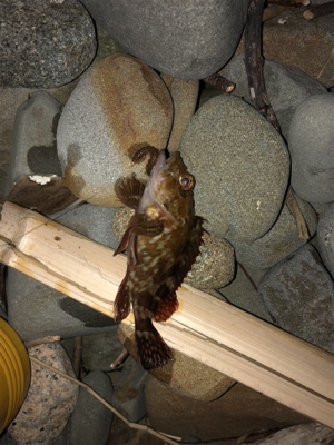 ガシラのみでした