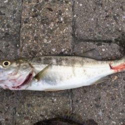 チーバス、ガッシー