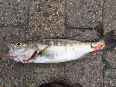 チーバス、ガッシー