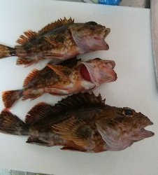 カサゴ最高記録