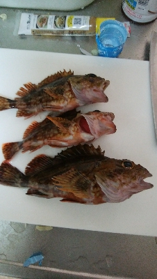 カサゴ最高記録