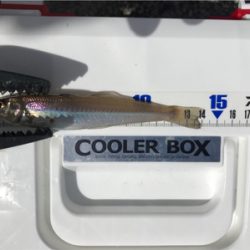 ちょい投げキス釣り