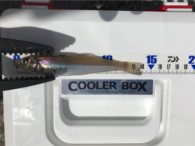 ちょい投げキス釣り