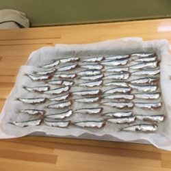 豆アジ、いわし、ガシラ釣り