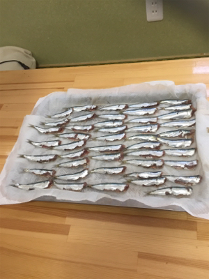 豆アジ、いわし、ガシラ釣り