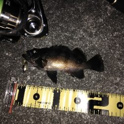 コアマンVJ16金メッキでシーバス、メバル