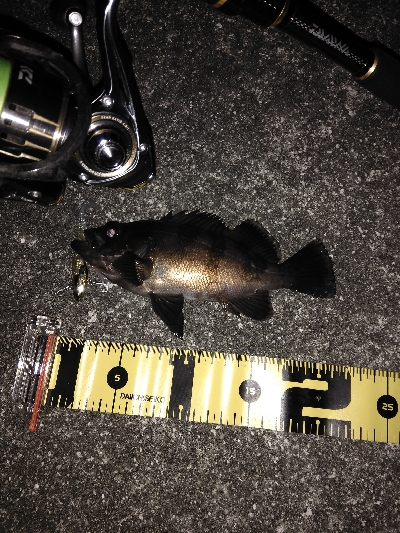 コアマンVJ16金メッキでシーバス、メバル…