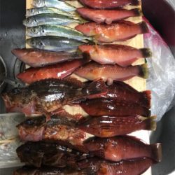 釣りやすい、、、