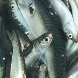 サビキ三目揃い踏みです。