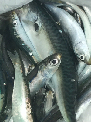 サビキ三目揃い踏みです。