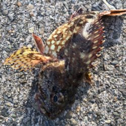 ロックフィッシュ