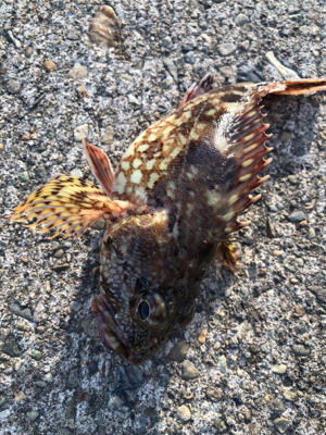 ロックフィッシュ