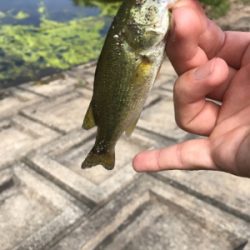 ブルフラットリベンジ！！とおまけの野池！！