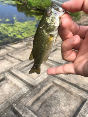 ブルフラットリベンジ！！とおまけの野池！！