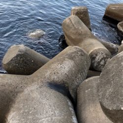 今年も、親イカに会えました！