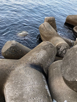 今年も、親イカに会えました！